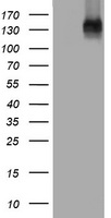 EGFR Antibody