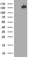 Hamartin Antibody