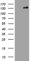 TSC1 Antibody