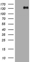 TSC1 Antibody