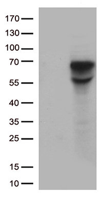 CD5 Antibody