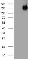 EGFR Antibody