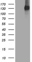 EGFR Antibody