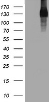EGFR Antibody