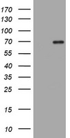 HMGXB4 Antibody