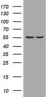 PIK3CD Antibody