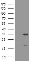 USP44 Antibody