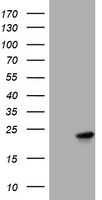 VILIP1 Antibody