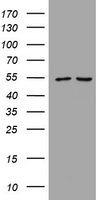 PIK3CD Antibody