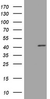 PAX5 Antibody