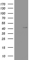 WNT3 Antibody