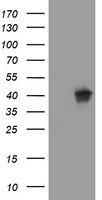 WNT3 Antibody