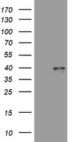 WNT3 Antibody
