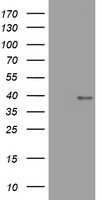 WNT3 Antibody