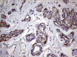 PIK3CD Antibody
