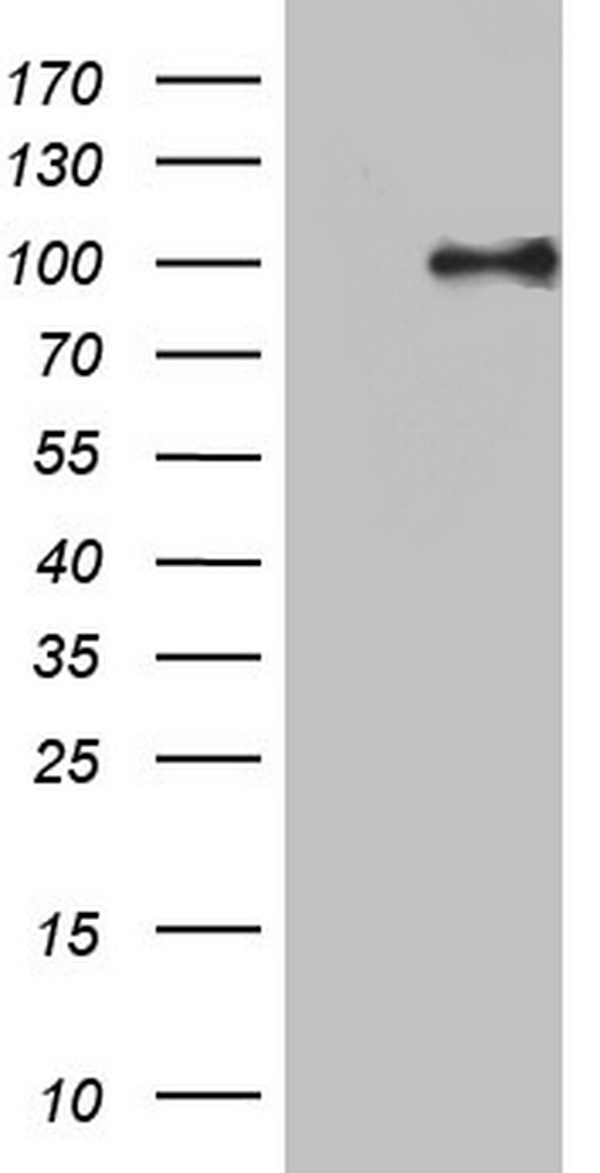 PIK3CD Antibody