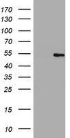 HMGXB4 Antibody