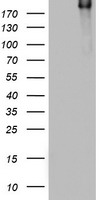 DOCK8 Antibody