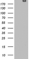 DOCK8 Antibody