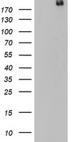 DOCK8 Antibody