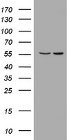 PIK3CD Antibody