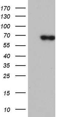 PIK3CD Antibody