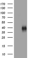 TNFRSF9 Antibody