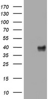 WNT3 Antibody