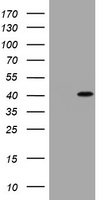 CCND1 Antibody