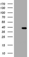 PI 3 Kinase Class 2A Antibody