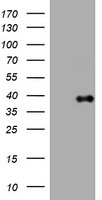 PIK3C2A Antibody