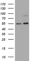 TNFRSF8 Antibody
