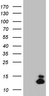 MelanA Antibody