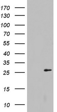 LGALS3 Antibody