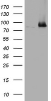 p95 NBS1 Antibody