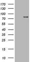 DNA Polymerase iota Antibody