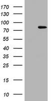 DNA Polymerase iota Antibody