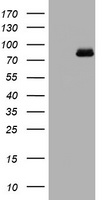 POLI Antibody