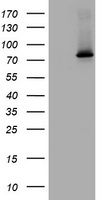 RASGRP3 Antibody