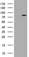 RASGRP3 Antibody