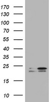 KRAS Antibody