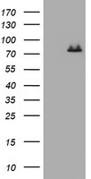 p95 NBS1 Antibody