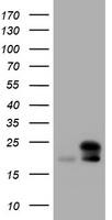 NM23A Antibody