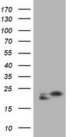 NM23A Antibody