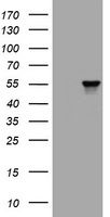 VIM Antibody