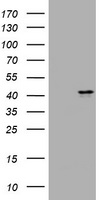 MUC16 Antibody