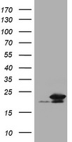 NM23A Antibody
