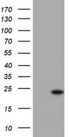 KRAS Antibody