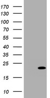 p18 INK4c Antibody