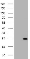 KRAS Antibody